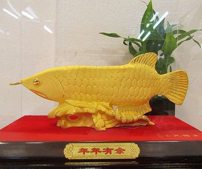 金龍魚24k是什么意思【金龍魚24k代表什么】 龍魚百科 第5張