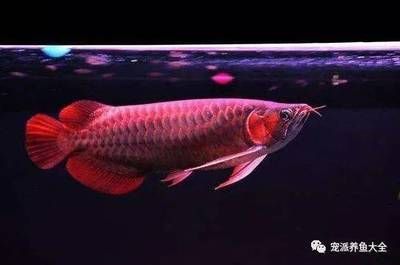 紅龍魚只長長不長寬【紅龍魚的飼養(yǎng)技巧與體型影響因素】 龍魚百科 第4張