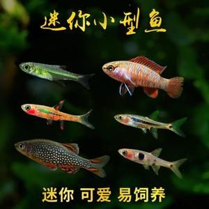 火焰變色龍魚能活多久【火焰變色龍魚的一般壽命】