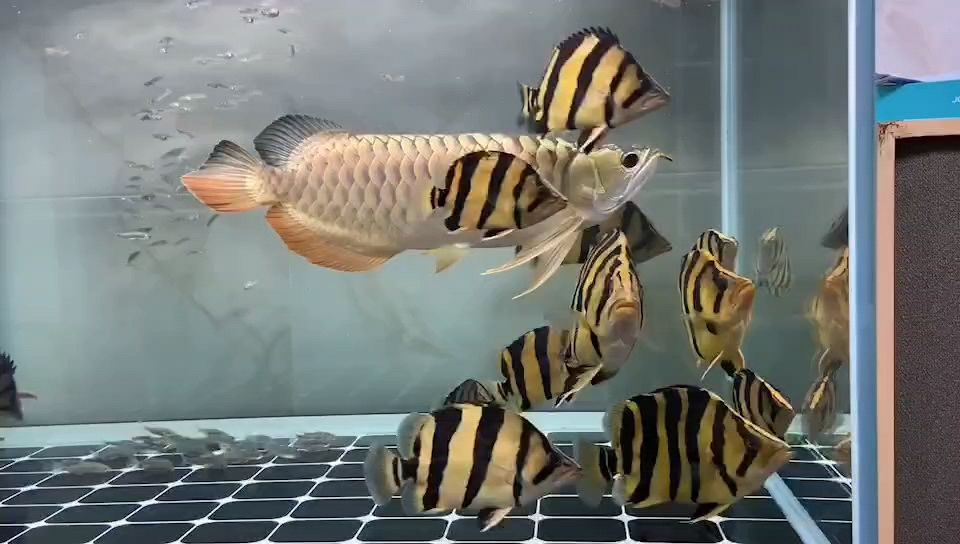 治愈的場景 歡迎魚友交流哈【7.18,小周每日分享好魚,真的好壯觀兄弟們學(xué)習(xí)】