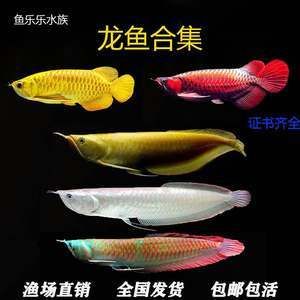 黃化金龍魚【黃化金龍魚的養(yǎng)殖方法】 龍魚百科 第5張