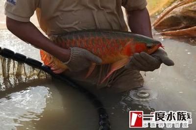 紅龍魚中毒了怎么處理【紅龍魚中毒了怎么辦】 龍魚百科 第3張