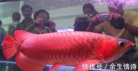 紅龍魚長大的價(jià)格【紅龍魚長大后價(jià)格的評估方法】 龍魚百科 第3張