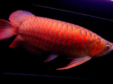 紅龍魚視頻欣賞大全【紅龍魚欣賞視頻大全】