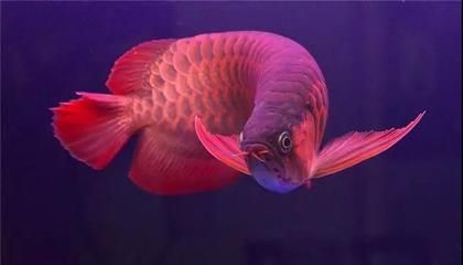 紅龍魚種類排名大全【紅龍魚品種的成長周期】