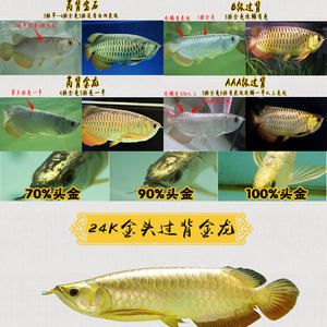 金龍魚24k什么意思【24k金龍魚是什么意思？】 龍魚百科 第5張