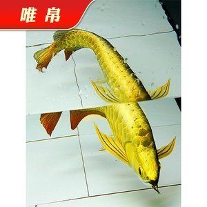 金龍魚24k什么意思【24k金龍魚是什么意思？】 龍魚百科 第4張