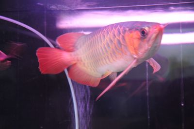 紅眼招財鱈龍魚【紅眼招財鱈龍魚市場價格趨勢紅眼招財鱈龍魚市場趨勢】 龍魚百科 第2張