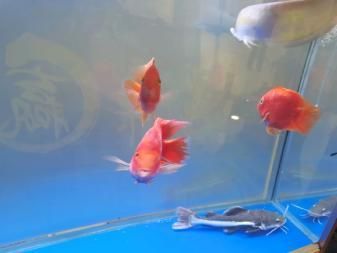 紅眼招財鱈龍魚【紅眼招財鱈龍魚市場價格趨勢紅眼招財鱈龍魚市場趨勢】 龍魚百科 第5張