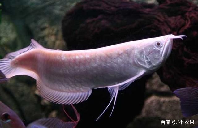 黃花銀龍魚(yú)百科【teoglossumbicirrhosum黃花銀龍魚(yú)市場(chǎng)地位黃化銀龍魚(yú)市場(chǎng)地位】 龍魚(yú)百科 第3張