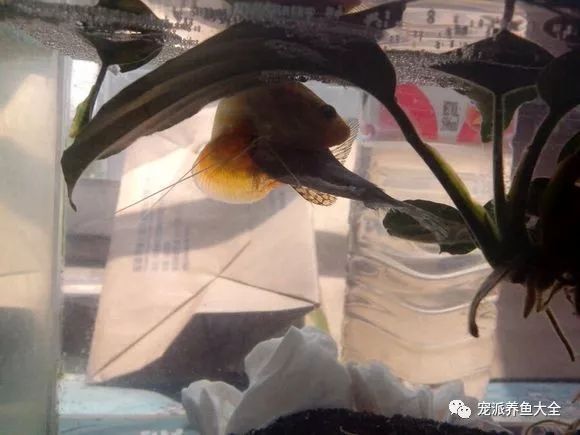 黃色曼龍魚怎么確認(rèn)懷孕【如何判斷黃色曼龍魚懷孕？】 龍魚百科 第1張