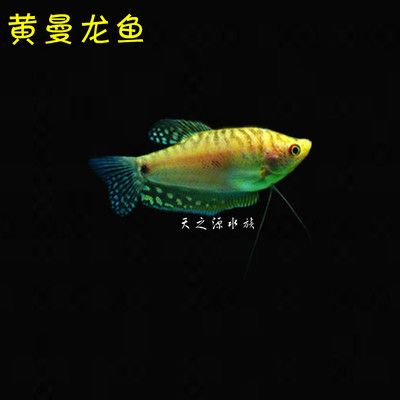 黃曼龍魚對家里的風(fēng)水好嗎【養(yǎng)黃曼龍魚對風(fēng)水的影響】 龍魚百科 第2張