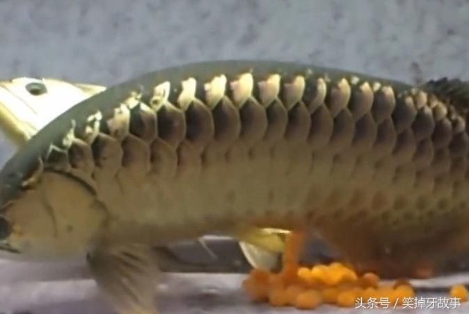 家養(yǎng)一對金龍魚會繁殖嗎【如何促進(jìn)家養(yǎng)金龍魚的繁殖】 龍魚百科 第5張