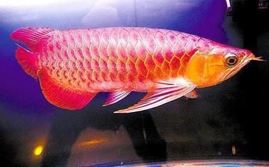 紅龍魚怎么看起來像金龍【紅龍魚與金龍魚的區(qū)別】 龍魚百科 第2張