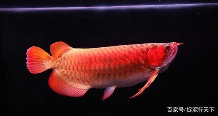 紅龍魚怎么看起來像金龍【紅龍魚與金龍魚的區(qū)別】 龍魚百科 第5張