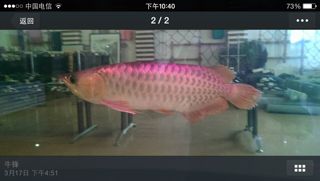 紅龍魚長到40公分要多久【紅龍魚長到40公分所需時(shí)間】 龍魚百科 第2張