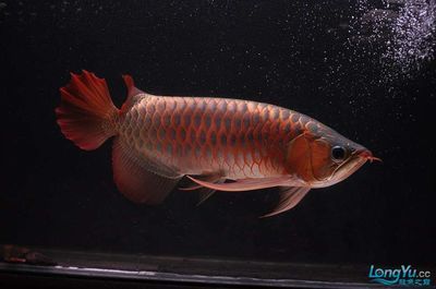 紅龍魚長到40公分要多久【紅龍魚長到40公分所需時(shí)間】 龍魚百科 第3張