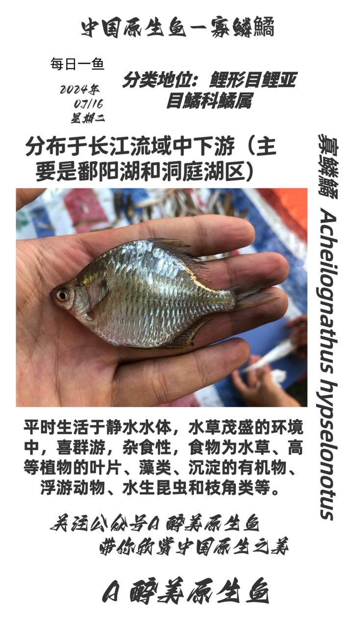 寡鱗鱊【分布在長(zhǎng)江流域】 觀賞魚論壇