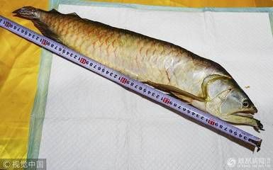 金龍魚60公分的大概多少錢【金龍魚60公分金龍魚價(jià)格】