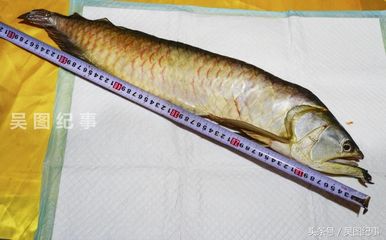 金龍魚60公分的大概多少錢【金龍魚60公分金龍魚價格】 龍魚百科 第4張