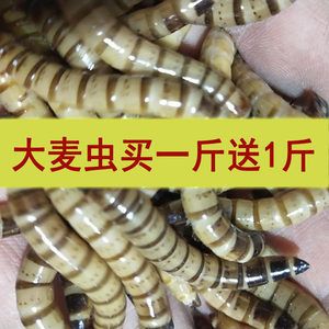 紅龍魚只吃大麥蟲怎么辦【紅龍魚不只吃大麥蟲怎么辦】 龍魚百科 第2張