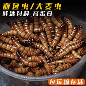 紅龍魚只吃大麥蟲怎么辦【紅龍魚不只吃大麥蟲怎么辦】 龍魚百科 第3張