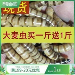 紅龍魚只吃大麥蟲怎么辦【紅龍魚不只吃大麥蟲怎么辦】 龍魚百科 第5張