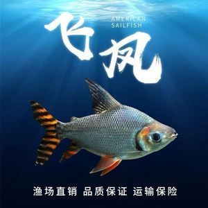 金鳳魚可以和龍魚混養(yǎng)嗎【金鳳魚和龍魚混養(yǎng)的注意事項】 龍魚百科 第3張