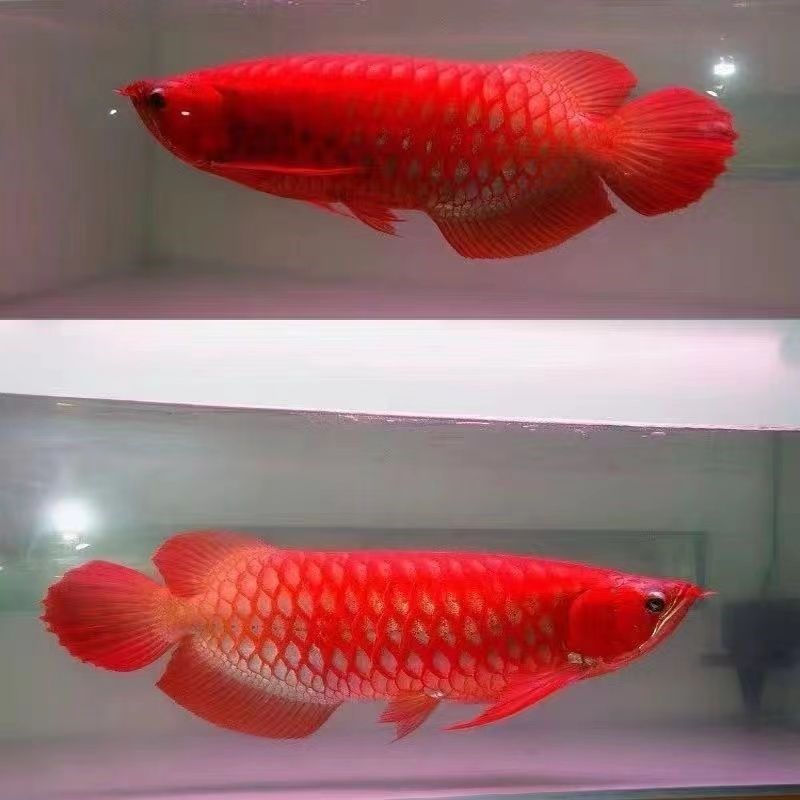 金龍和銀龍魚(yú)苗能看出來(lái)嗎【如何辨別金龍和銀龍魚(yú)苗】 龍魚(yú)百科 第5張