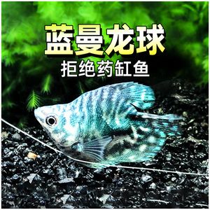 黃曼龍魚身上有紅斑【如何預(yù)防黃曼龍魚身上出現(xiàn)紅斑】 龍魚百科 第5張