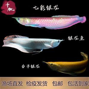 黃化銀龍魚是紅眼還是黑眼【黃化銀龍魚的眼睛顏色判斷標(biāo)準(zhǔn)】 龍魚百科 第3張