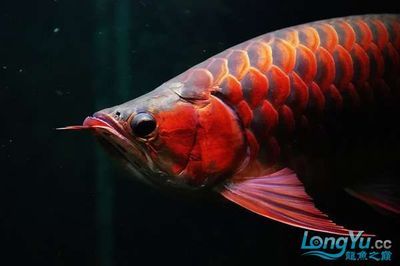 紅龍魚(yú)什么養(yǎng)不兜嘴【紅龍魚(yú)兜嘴20什么養(yǎng)殖不兜嘴20】