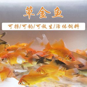 紅龍魚一般吃幾個小草金吃幾個呀有三百多長【關于紅龍魚的喂養(yǎng)】 龍魚百科 第4張