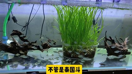 家里養(yǎng)曼龍魚招財嗎【家里養(yǎng)曼龍魚可以跟招財魚一起養(yǎng)嗎曼龍魚與招財魚一起養(yǎng)嗎】 龍魚百科 第3張