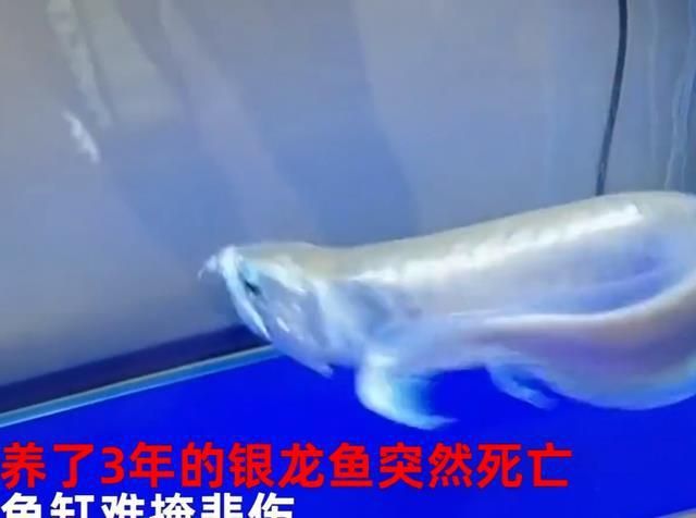 家里的龍魚(yú)死了不順利了【家里養(yǎng)龍魚(yú)死亡對(duì)家居風(fēng)水的影響】 龍魚(yú)百科 第5張