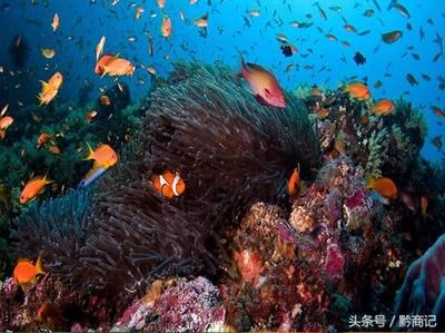 紅龍魚向右傾斜游什么原因【紅龍魚向右傾斜游什么原因紅龍魚向右傾斜游什么原因】 龍魚百科 第5張