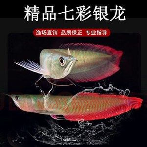 黃化銀龍魚(yú)發(fā)色過(guò)程【黃化銀龍魚(yú)發(fā)色過(guò)程第二階段黃化銀龍魚(yú)發(fā)色過(guò)程過(guò)程】 龍魚(yú)百科 第5張