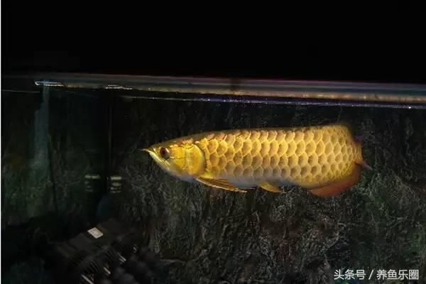 虎魚打龍魚解決辦法【虎魚和龍魚混養(yǎng)的解決辦法】 龍魚百科 第3張