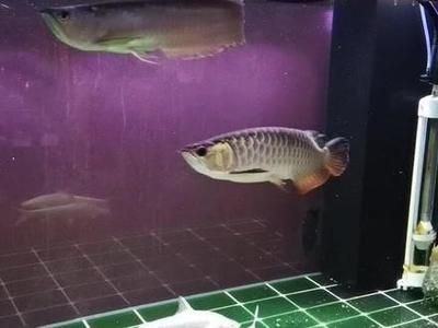 紅眼白子招財龍魚圖片【紅眼白子招財龍魚圖片真實性15篇】 龍魚百科 第2張