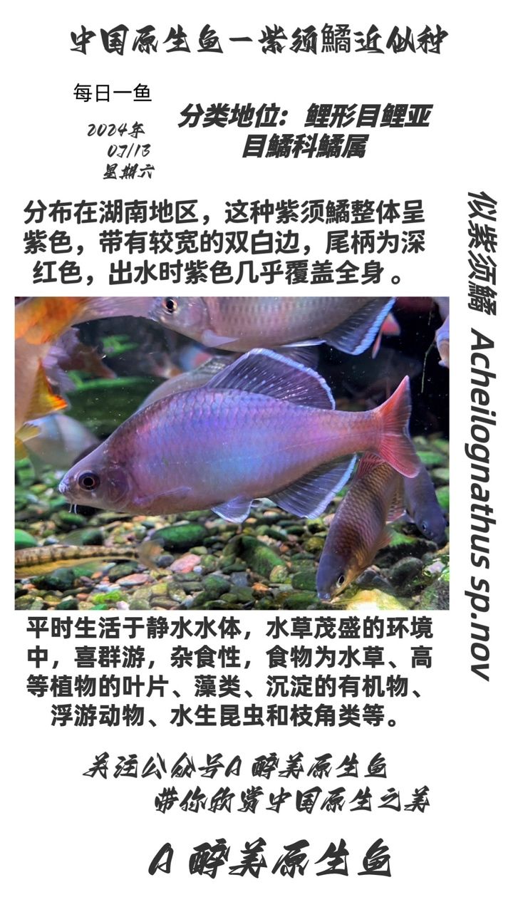 紫須鱊 近似種【分布在湖南地區(qū)分布在湖南地區(qū)】 觀賞魚論壇