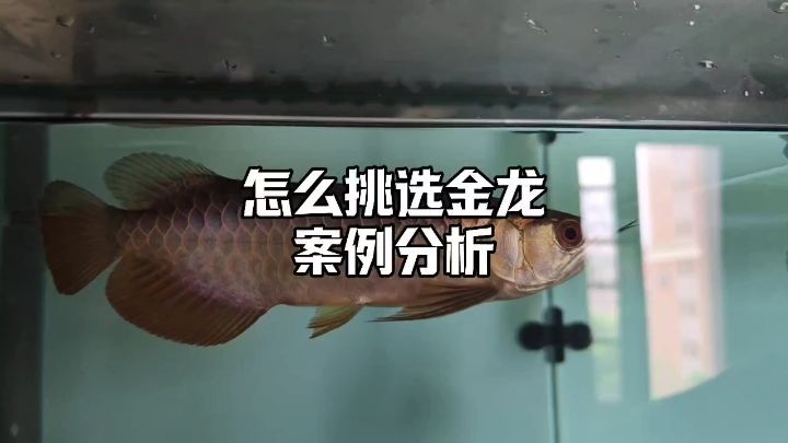 怎么挑選金龍，案例分析。#三巴旺龍魚 #金龍 #龍魚【怎么挑選金龍】