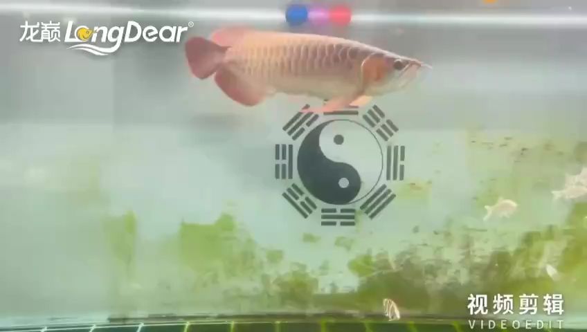 每天打卡【-wh評論：這是啥魚】 觀賞魚論壇