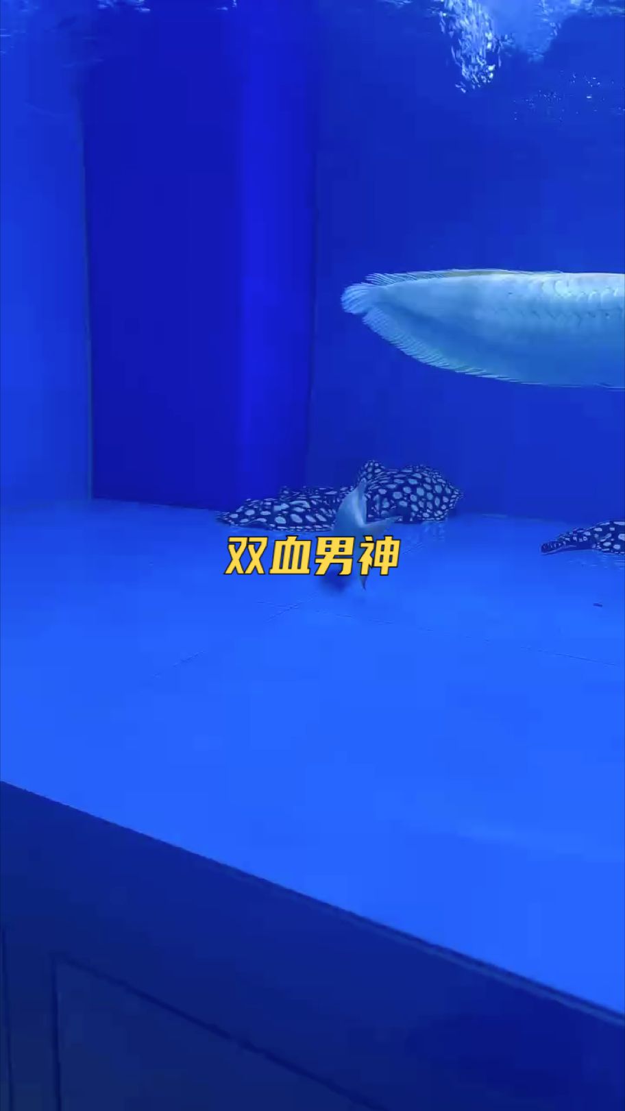 精品【雙血軍團(tuán),blazers17評(píng)論：小魚(yú)慢慢養(yǎng)評(píng)論：漂亮】