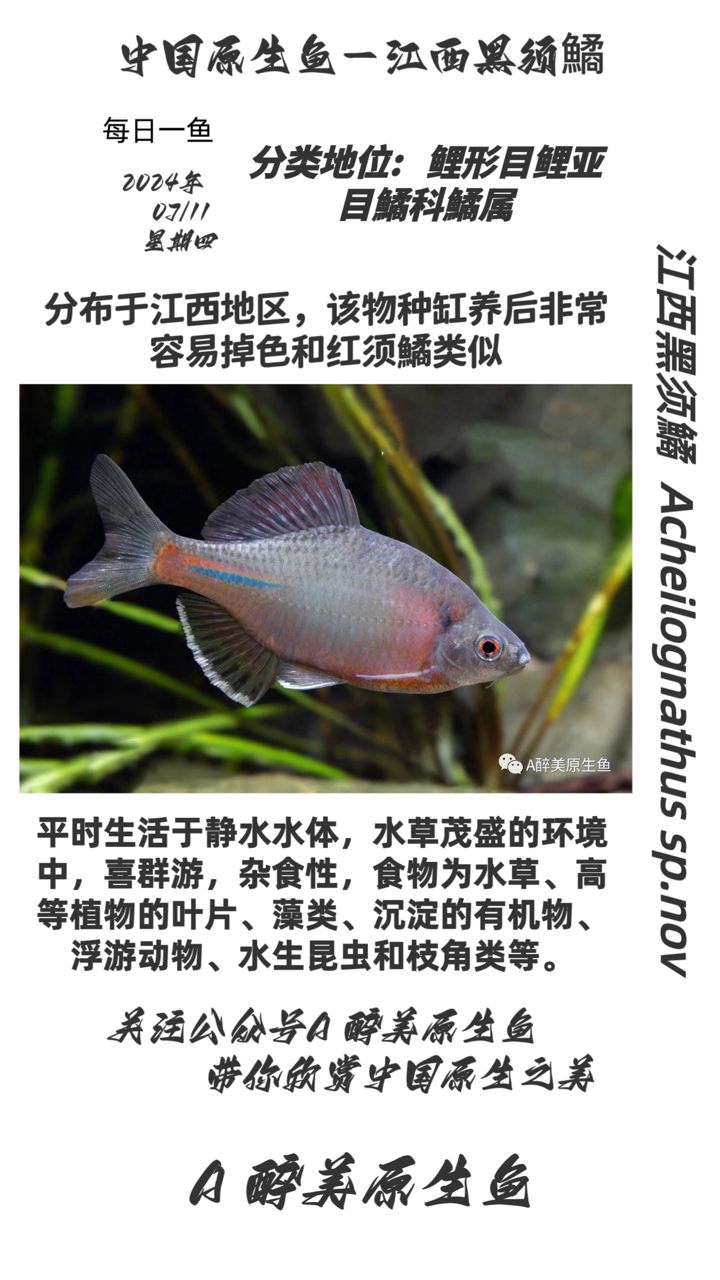 江西黑須鱊【分布在江西地區(qū)分布在江西地區(qū)】 觀賞魚論壇