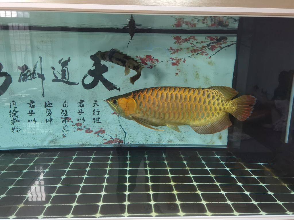 【_阿銀評論：好魚】 觀賞魚論壇