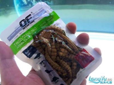 飛鳳吸龍魚有害嗎【使用飛鳳吸龍魚是否能帶來好運？】