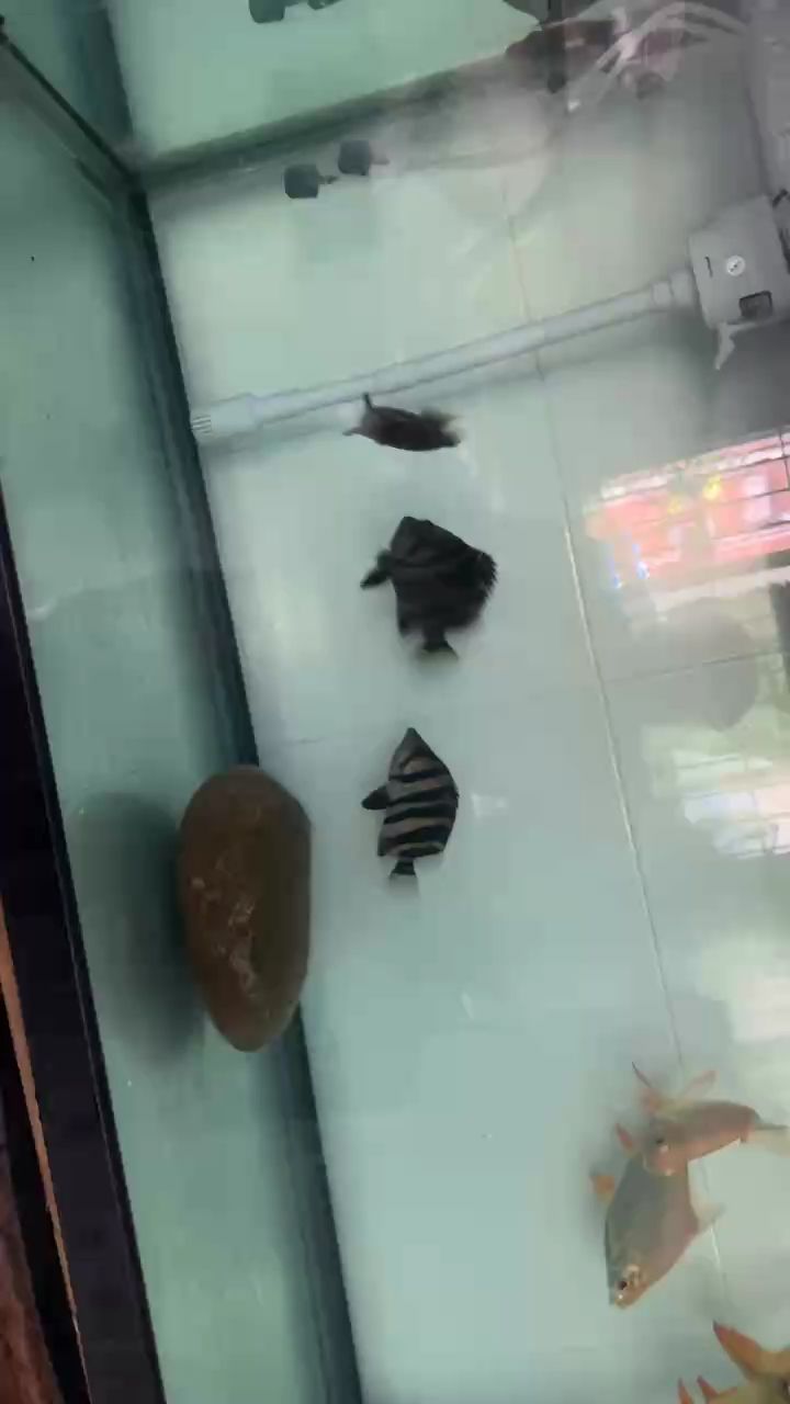 蘇虎【少年夢qwyx評論：什么配魚,龍巧兒評論：什么配魚】 觀賞魚論壇