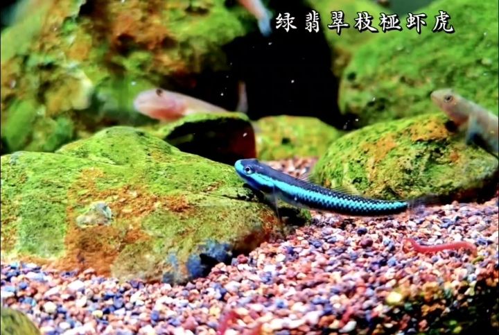 綠翡翠枝椏蝦虎 印尼進(jìn)口 東南亞 原生魚 熱帶溪流魚 觀賞魚【印尼進(jìn)口東南亞原生魚】 觀賞魚論壇