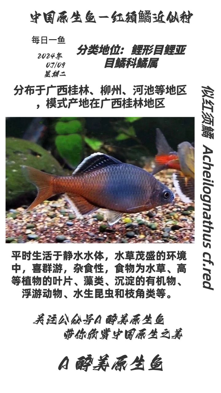 似紅須鱊【分布在桂林等】 觀賞魚(yú)論壇