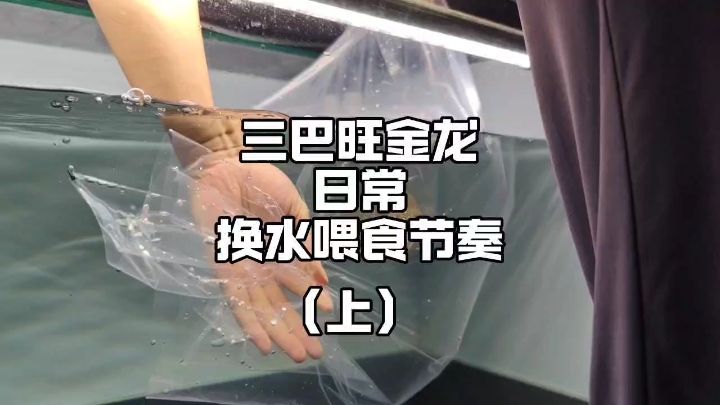 如何把龍魚吃食狀態(tài)調(diào)教成“瘋狗”，我拿這批三巴旺古典過背金龍來做案例講解！#金龍 #龍魚飼養(yǎng)教程 #三巴旺龍魚【如何把龍魚吃狀態(tài)調(diào)教成“瘋狗”，我拿這批三巴旺古典過背金龍來做案例講解】